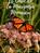 El Caso de la Mariposa Monarca
